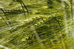 wheat field with green immature wheat plants photo