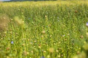 an agricultural field where flax is grown photo