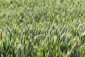 green field with cereal photo