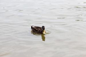 patos vivos reales en la naturaleza foto