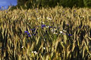 cornflowers on the field photo