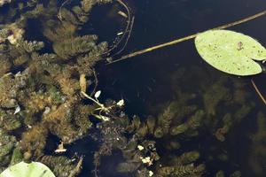 swampy area with different types of plants growing in water photo