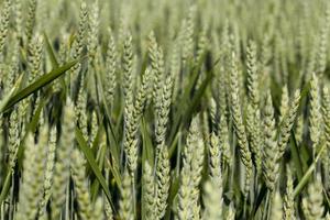 rye field with green immature plants photo