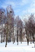 Birch tree in winter photo