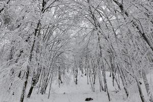 parque en la temporada de invierno foto