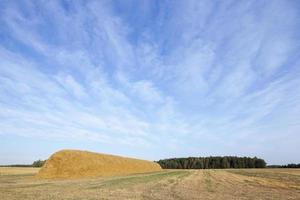 stack of straw in the field photo