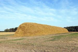 stack of straw in the field photo