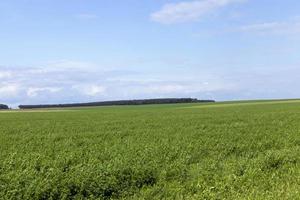 agricultural field with growing plants for harvesting food photo