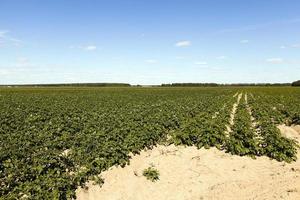 Field with potato photo