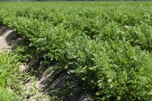 green carrot field photo