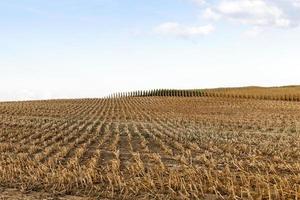 harvested mature corn photo