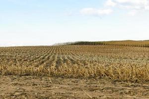 harvested mature corn photo