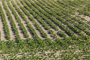 field with beetroot photo