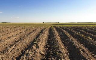 grow potatoes. furrow photo