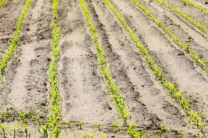 close up of corn photo