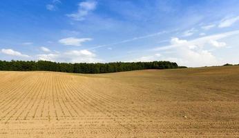 grow green maize photo