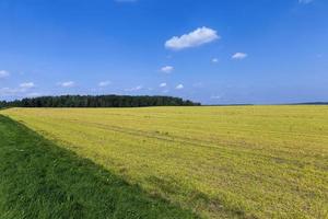 agricultural field with growing plants for harvesting food photo