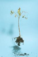 Flying dead plant on blue background. Minimalist abstract image of a dry plant. photo