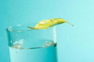 A leaf lying on a glass of water on blue background. photo