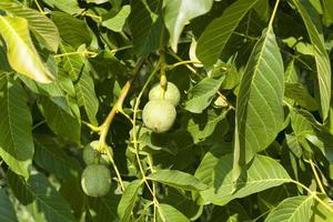 green unripe walnuts in the summer photo