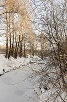 bare deciduous trees in the snow in winter photo