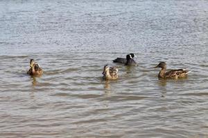 naturaleza salvaje con patos de aves acuáticas foto