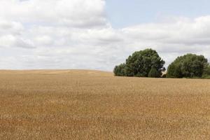 campo agrícola con plantas en crecimiento para la cosecha de alimentos foto