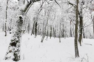 winter forest with trees without foliage photo