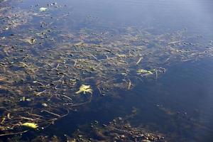 swampy area with different types of plants growing in water photo