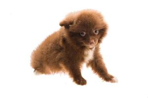 Pomeranian spitz puppy on white background photo