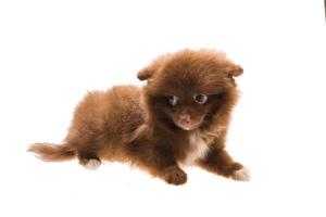 Pomeranian spitz puppy on white background photo