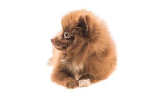 Pomeranian spitz puppy on white background photo