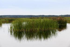 a lake with different plants photo