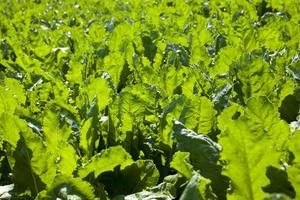green beet for sugar production in the agricultural field photo