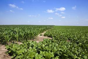 green beet for sugar production in the agricultural field photo