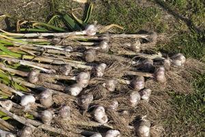 the harvested garlic crop in agriculture photo