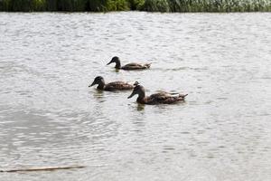 hermosos patos salvajes en la naturaleza, naturaleza salvaje foto