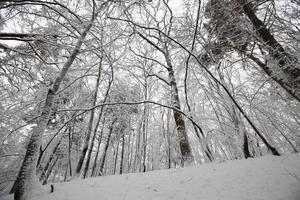 parque de invierno con árboles sin follaje foto