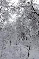 árboles en la temporada de invierno en el territorio del parque foto