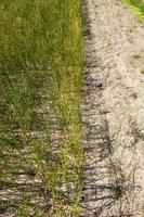 an agricultural field where flax ripens photo