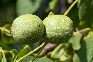 green unripe walnuts in the summer photo