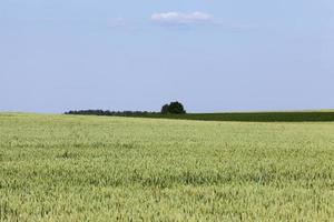 an agricultural field where rye is grown photo