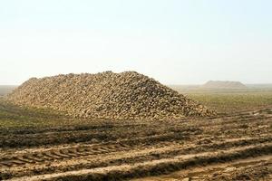 sugar beet, close up photo