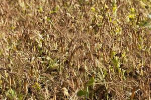 an agricultural field with a ripe crop of yellow peas photo