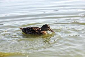 patos salvajes en la naturaleza foto