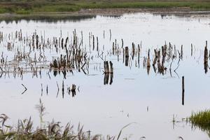 a lake with different plants photo