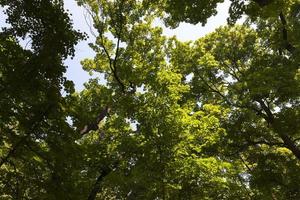 trees covered with green foliage in summer photo