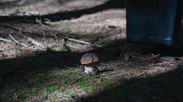 paddenstoelenjacht in een bos, stock footage 6 video