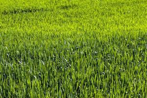 hierba verde en un campo agrícola foto