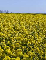 flowering rapeseed with a lot of yellow flowers photo